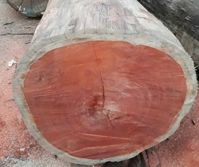 Cây gỗ hương tự nhiên